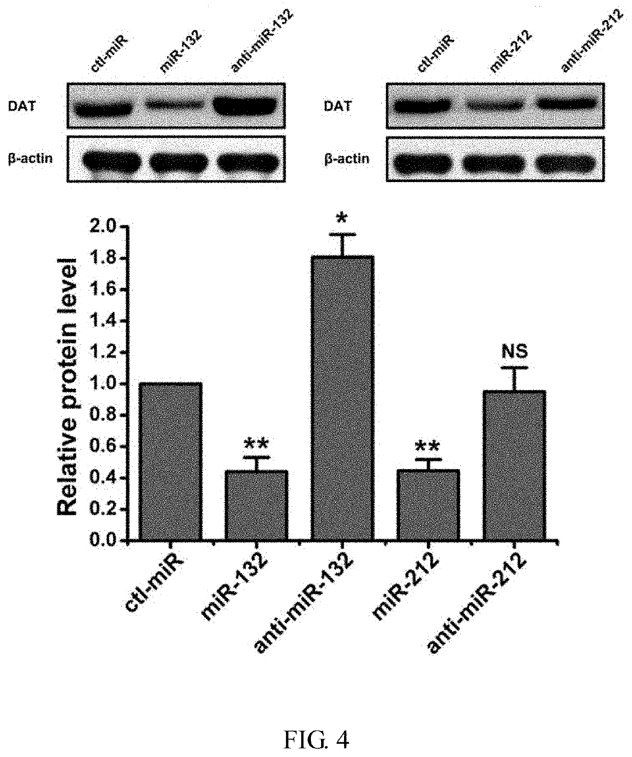 Use of mir-132 and mir-212 in preparation of drug for treating addiction