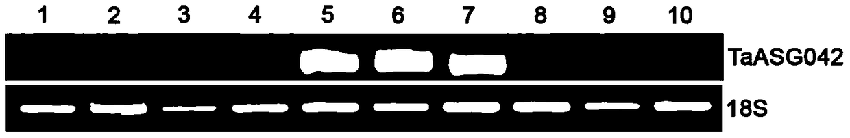 Identification and Application of Plant Anther-Specific Expression Promoter ptaasg042