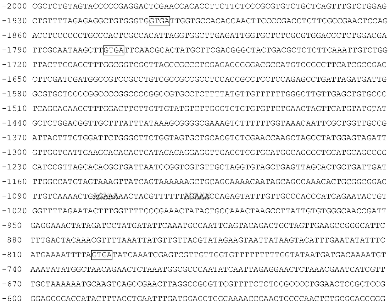 Identification and Application of Plant Anther-Specific Expression Promoter ptaasg042