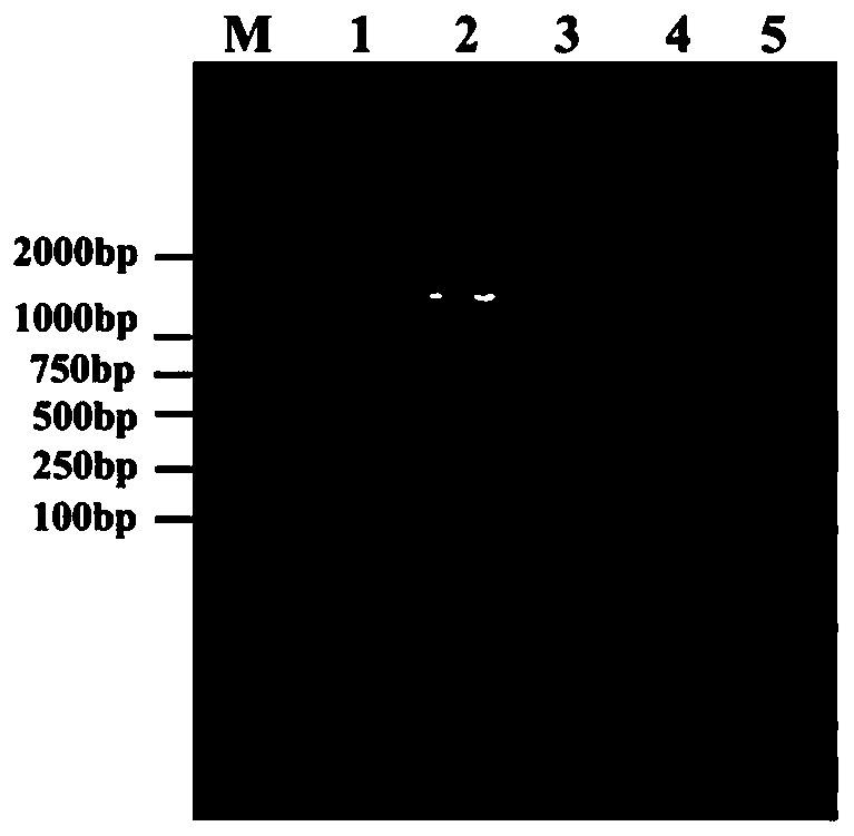 Bacillus and application thereof in nitrogen removal and sulfur removal of culture water body