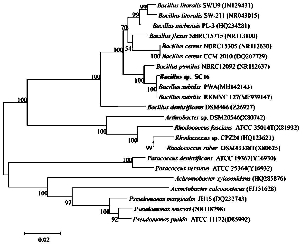 Bacillus and application thereof in nitrogen removal and sulfur removal of culture water body