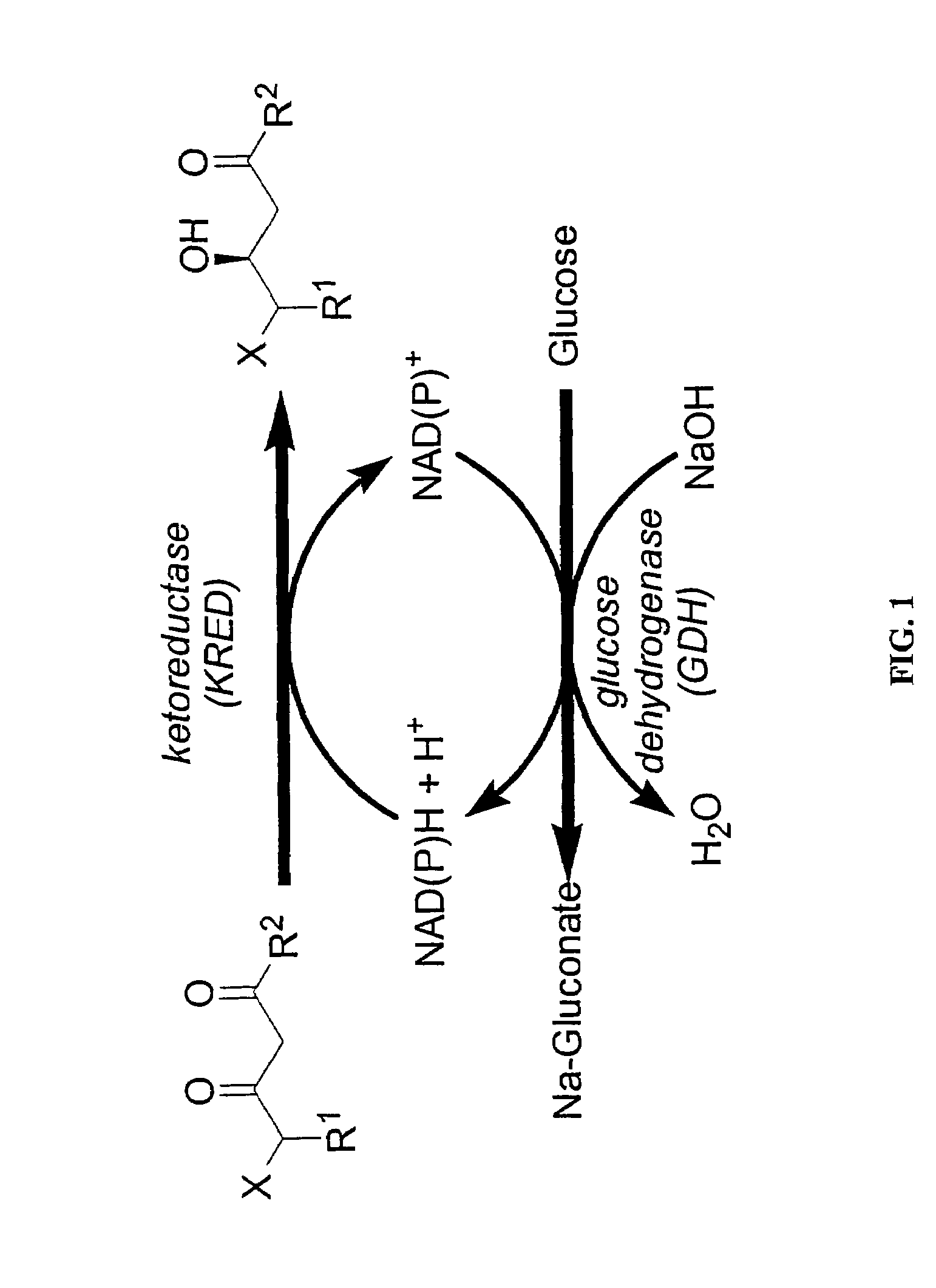 Ketoreductase polypeptides and related polynucleotides