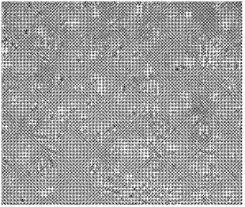 Method for culturing liver stem cells