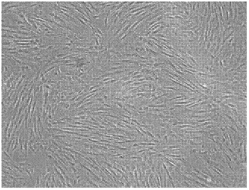 Method for culturing liver stem cells