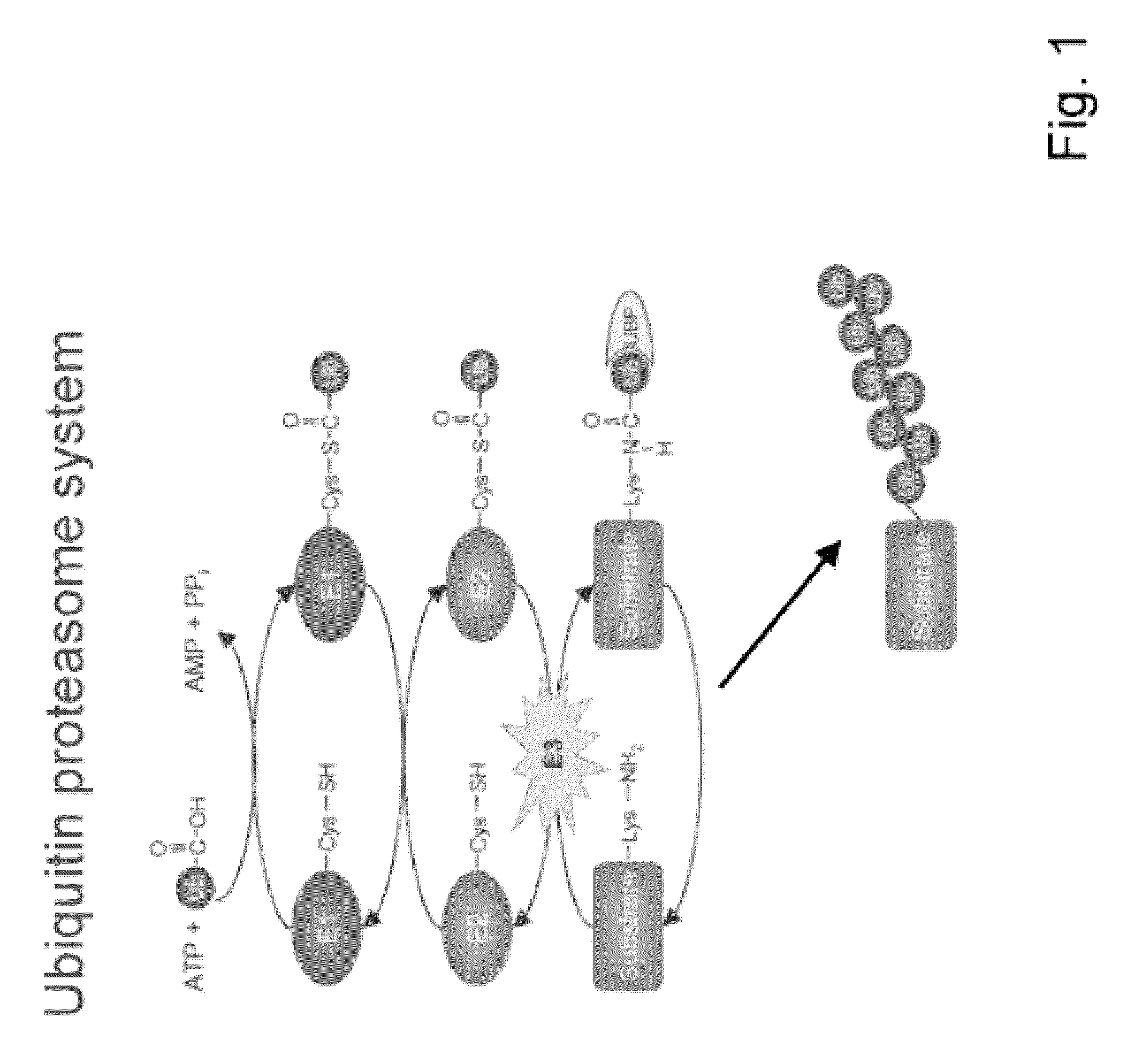 Designer ubiquitin ligases having a non-cleavable SNAP25 domain and E3-ligase domain