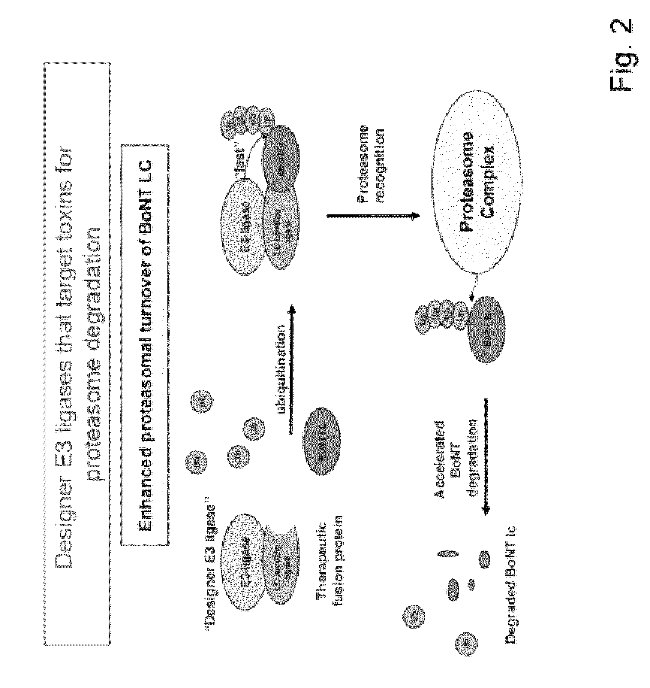 Designer ubiquitin ligases having a non-cleavable SNAP25 domain and E3-ligase domain