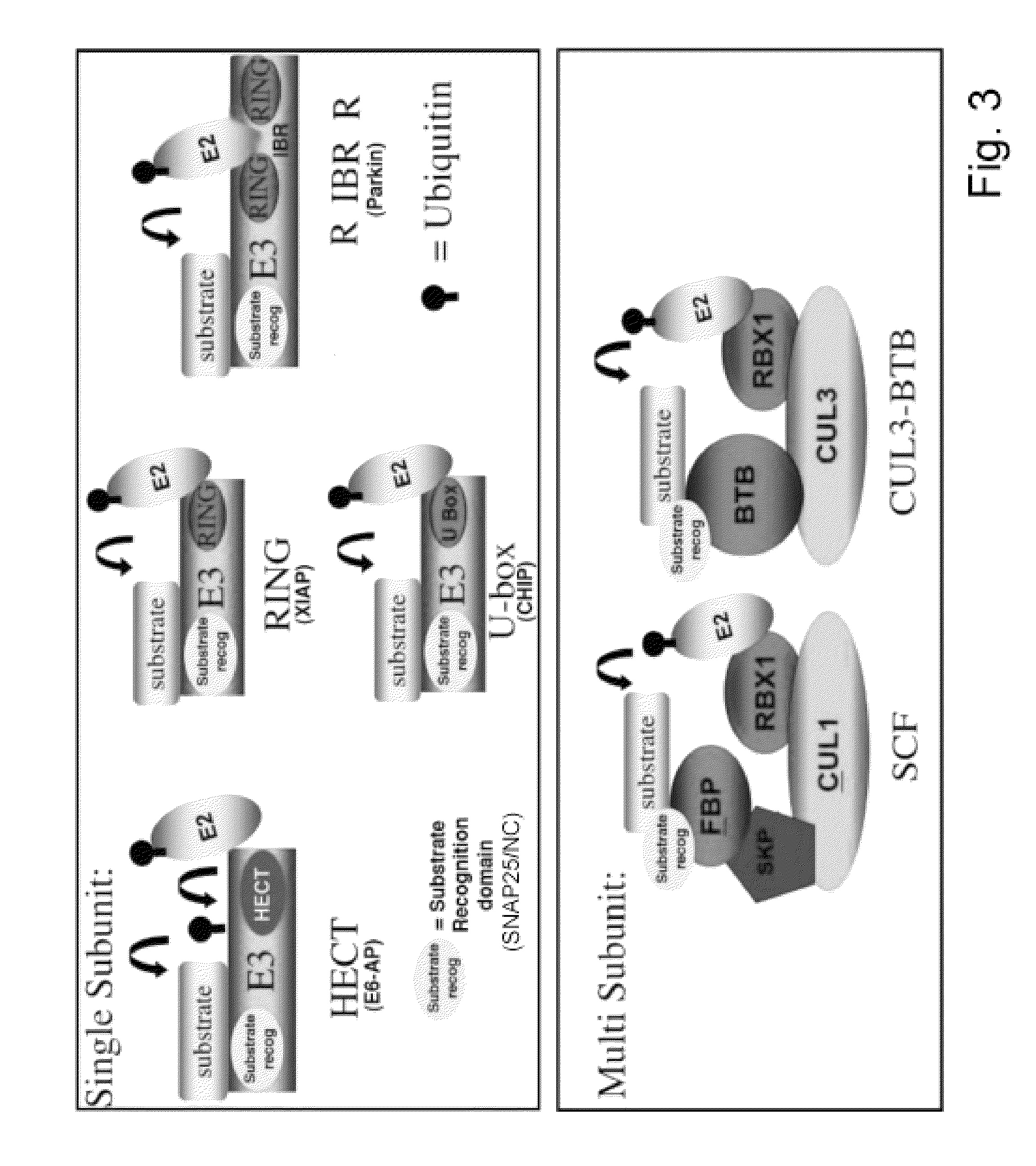 Designer ubiquitin ligases having a non-cleavable SNAP25 domain and E3-ligase domain