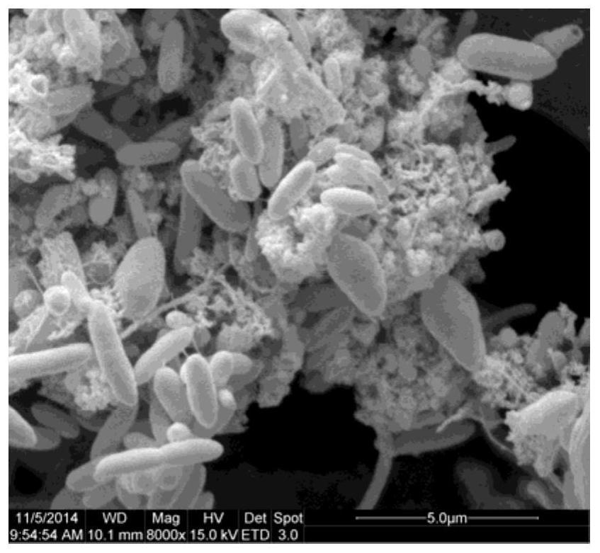 Microbial remediation method for heavy metal contaminated soil in retired slag yard of smelting plant