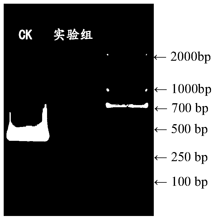 The 3'race method to obtain the complete 3' end sequence for the case of a repeat sequence at the 3' end