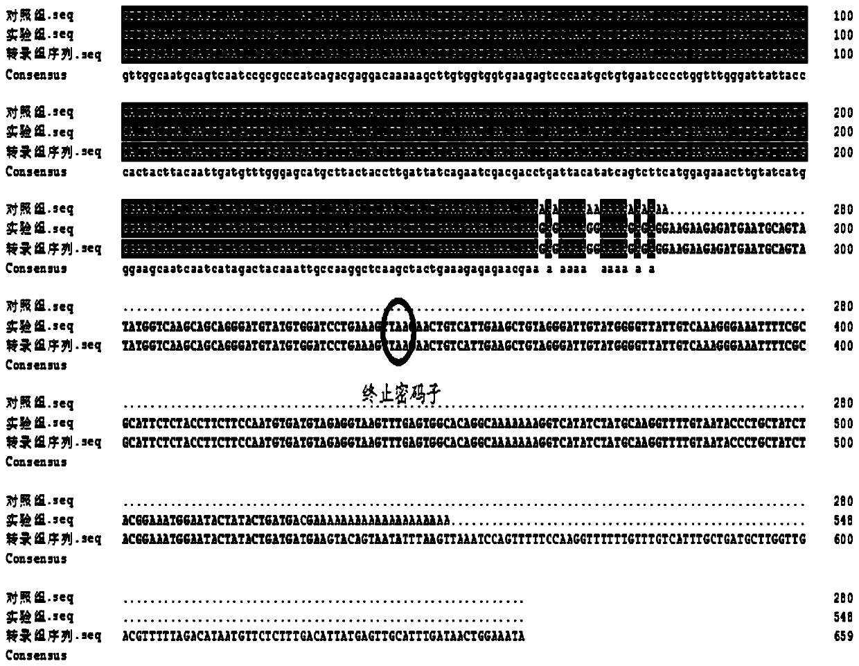 The 3'race method to obtain the complete 3' end sequence for the case of a repeat sequence at the 3' end