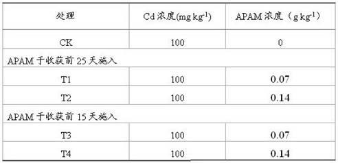 Application of polyacrylamide in amaranthus hypochondriacus for restoring soil polluted by heavy metal cadmium