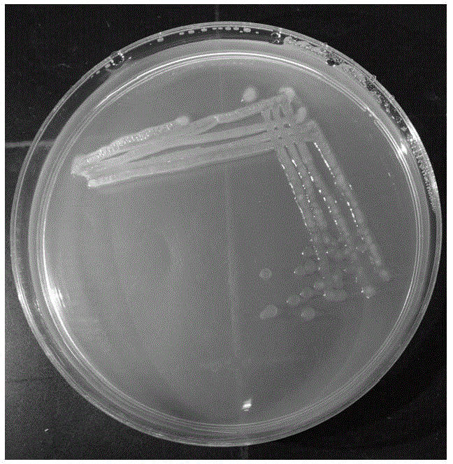 Tobacco growth-promoting rhizobacteria YC5 and application thereof