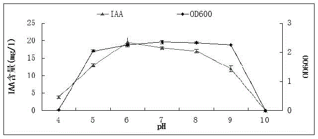 Tobacco growth-promoting rhizobacteria YC5 and application thereof