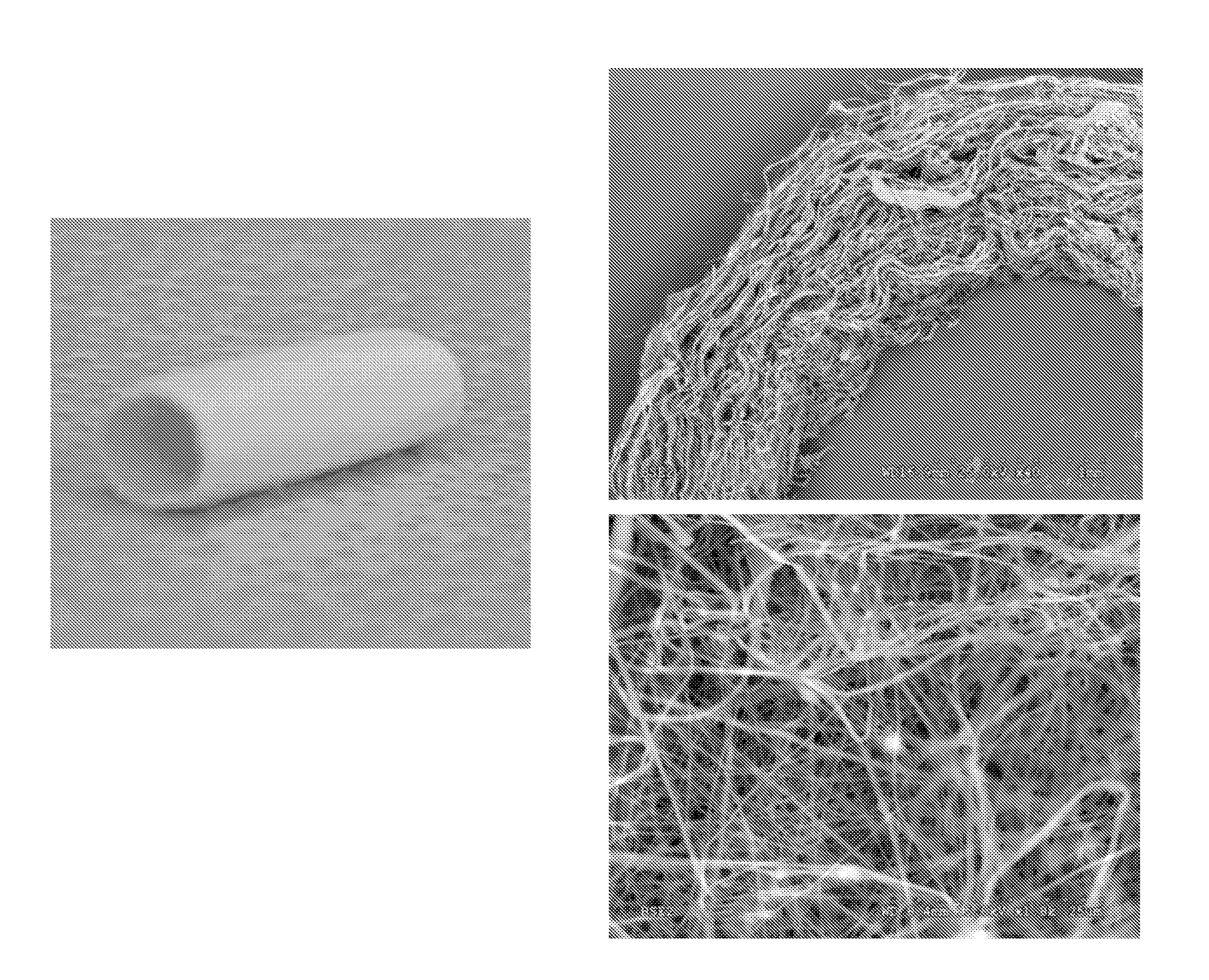 Electrospun cell matrices