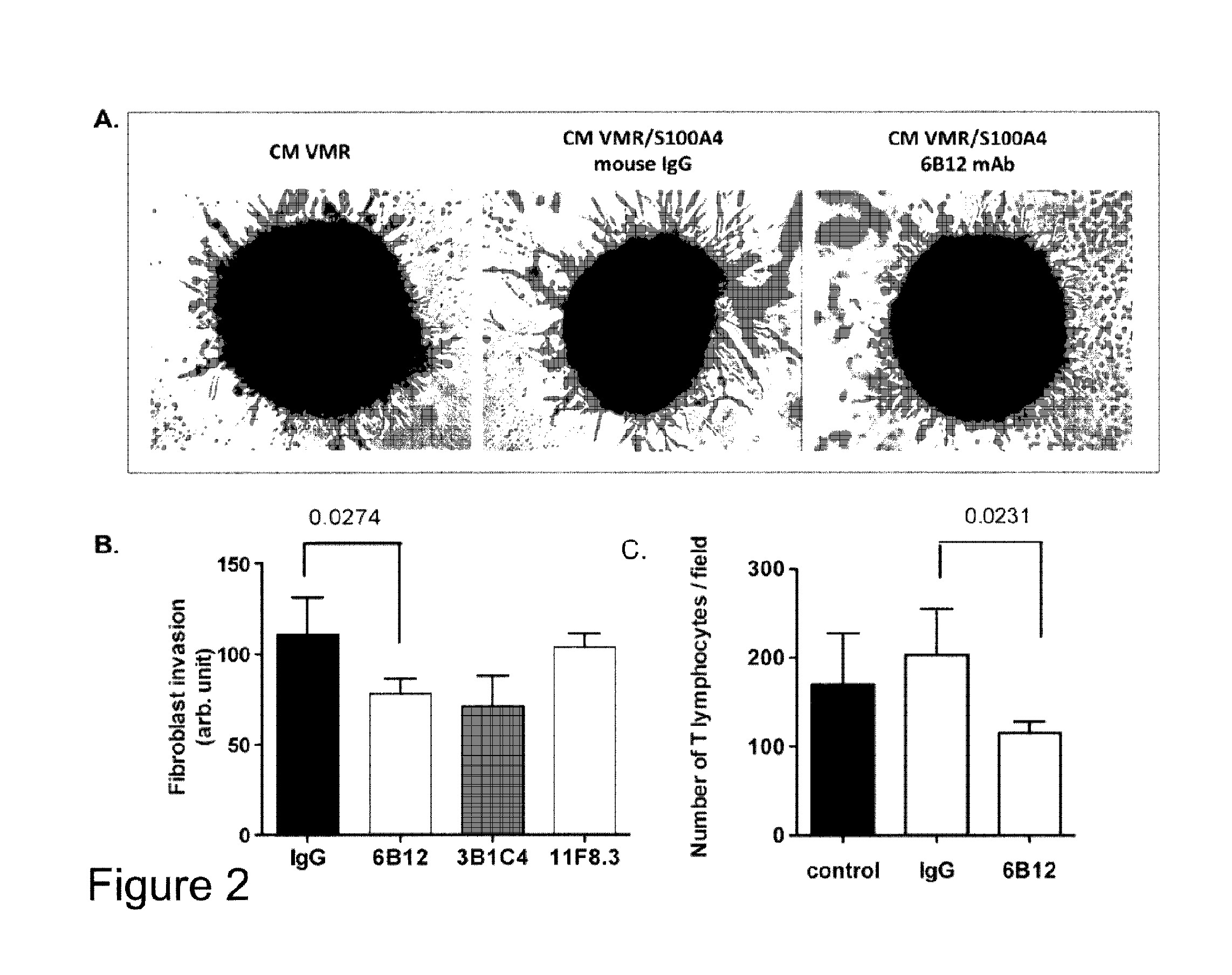 Anti-s100a4 antibody molecules and their uses