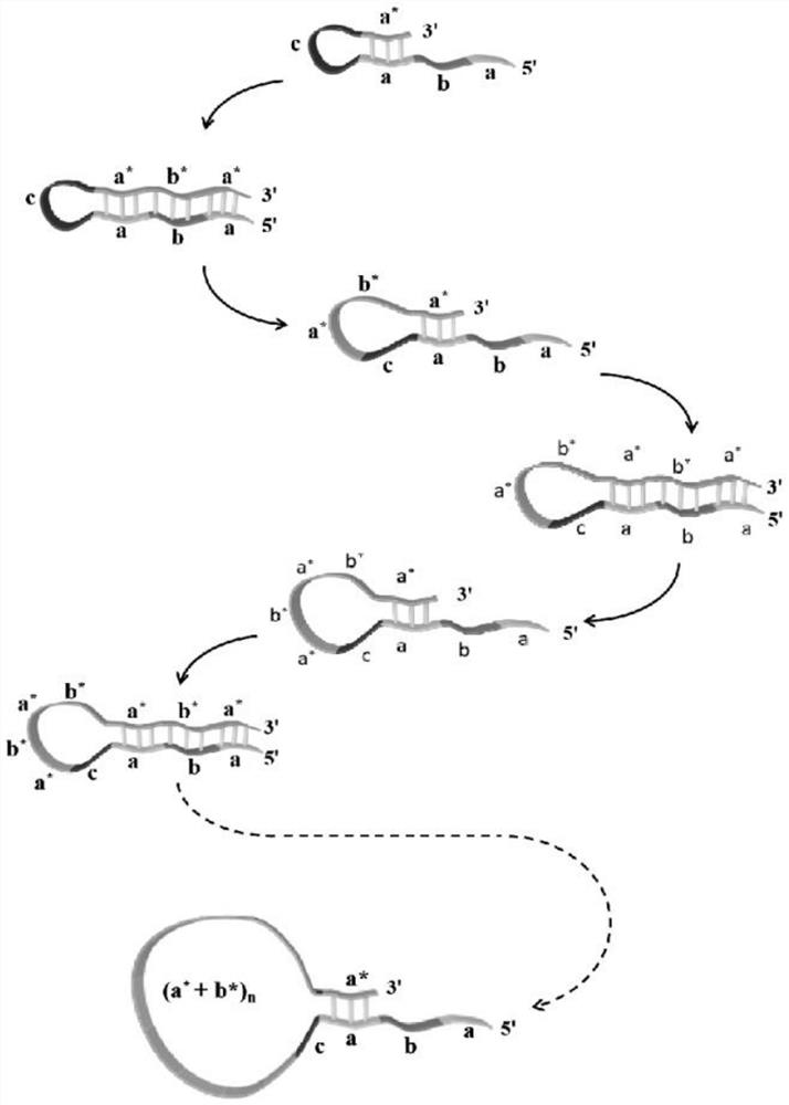 Probe for intramolecular amplification of nucleic acid and detection method thereof