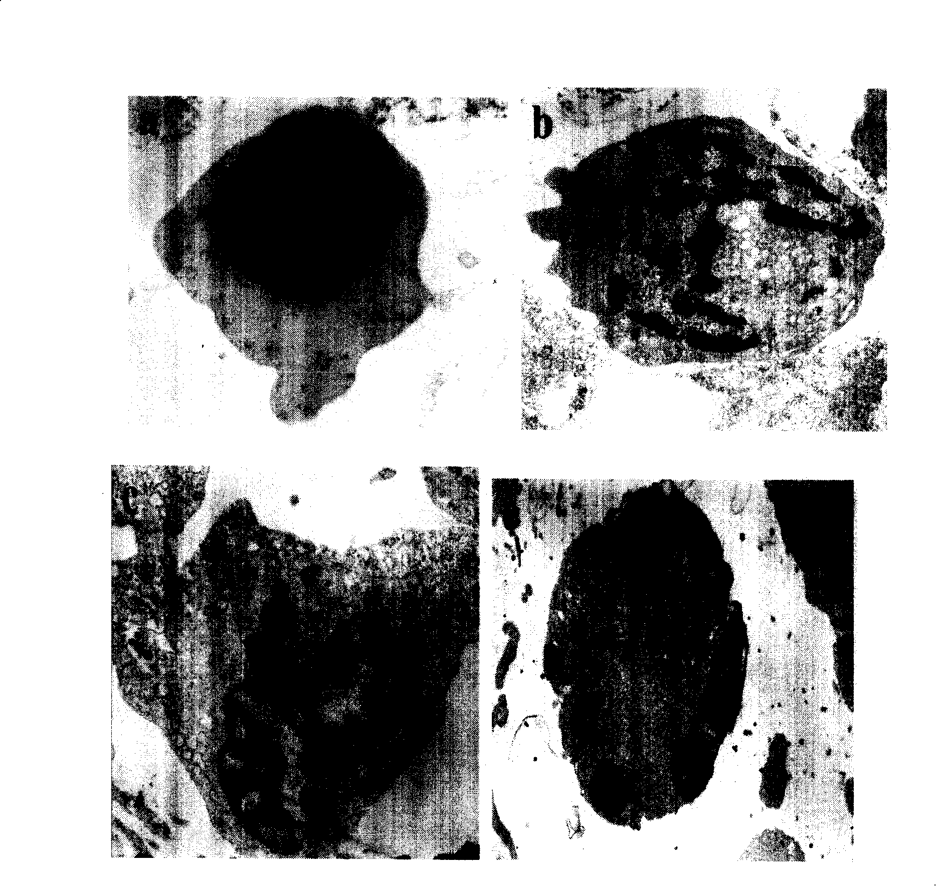 Short peptide suppressing growth of cancer cell and uses thereof