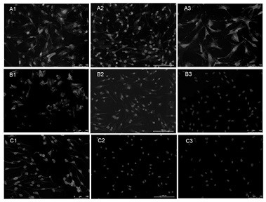 A kind of in vitro culture and purification method of perineurial cells