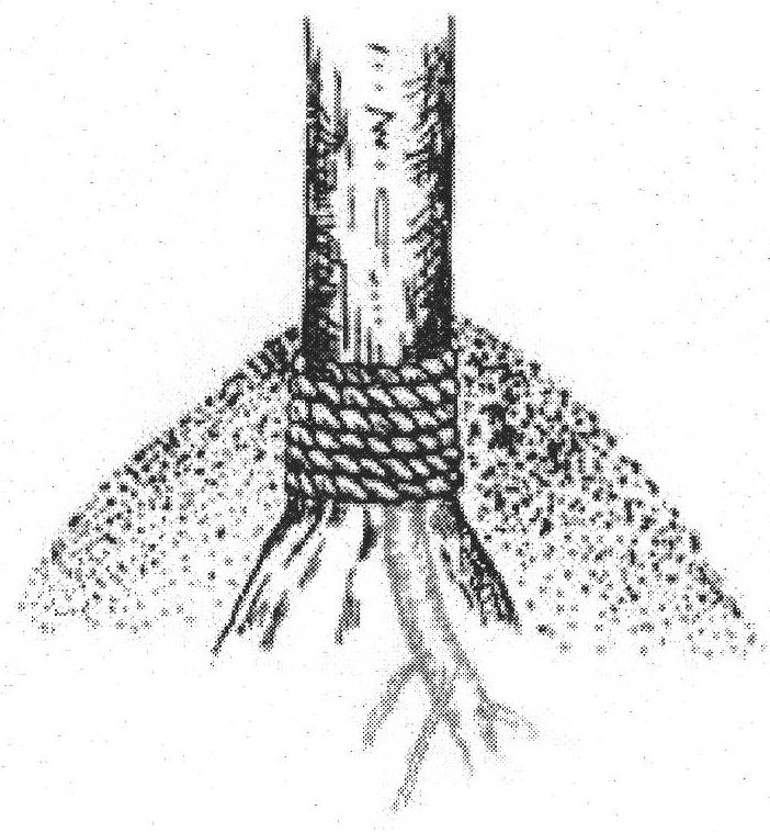 Multi-lateral root fruit tree bridging technology