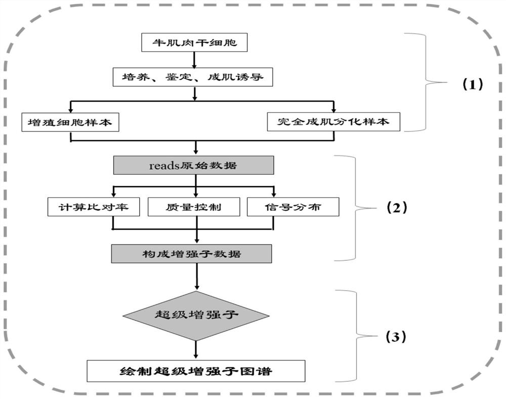 Muscle tissue extraction method for separating bovine muscle stem cells and application of muscle tissue extraction method