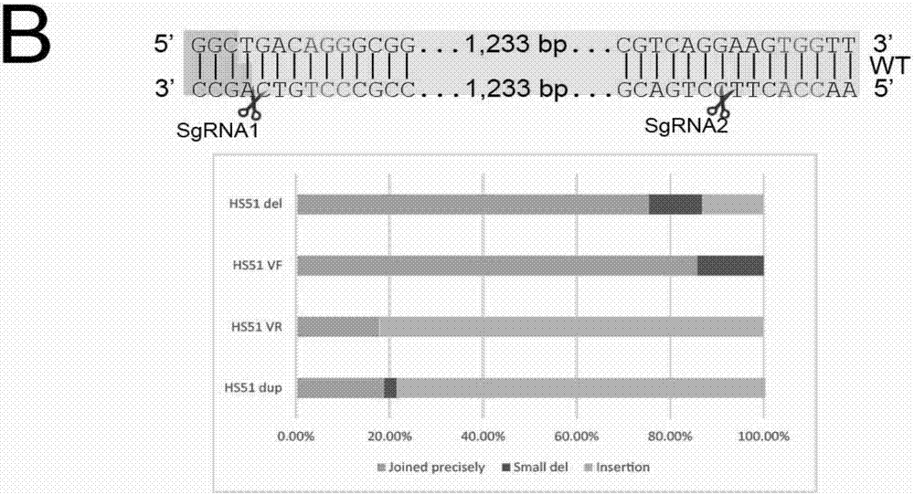 Cas9 nuclease G915F and application thereof