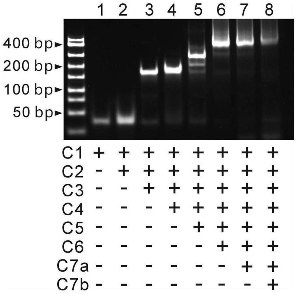 DNA framework-coated G-quadruplex structure as well as preparation method and application thereof