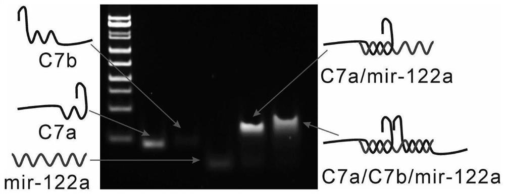 DNA framework-coated G-quadruplex structure as well as preparation method and application thereof