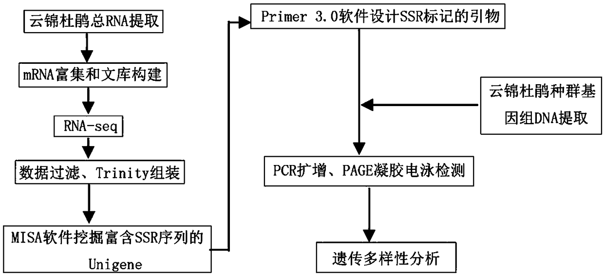 Rhododendron fortunei SSR primer pair based on transcriptome sequencing development, screening method and application