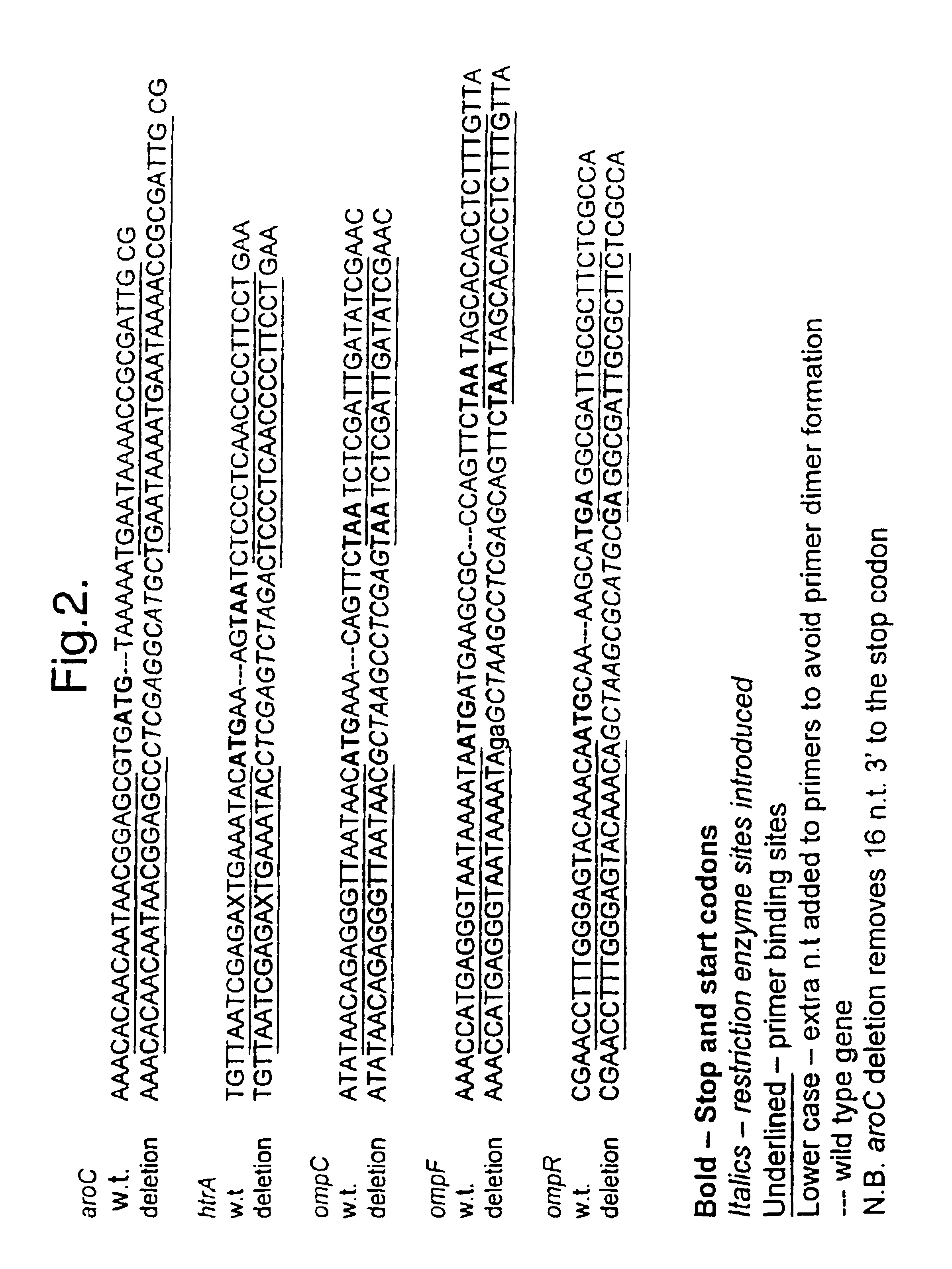 Bacteria attenuated by a non-reverting mutation in each of the aroC, ompF and ompC genes, useful as vaccines