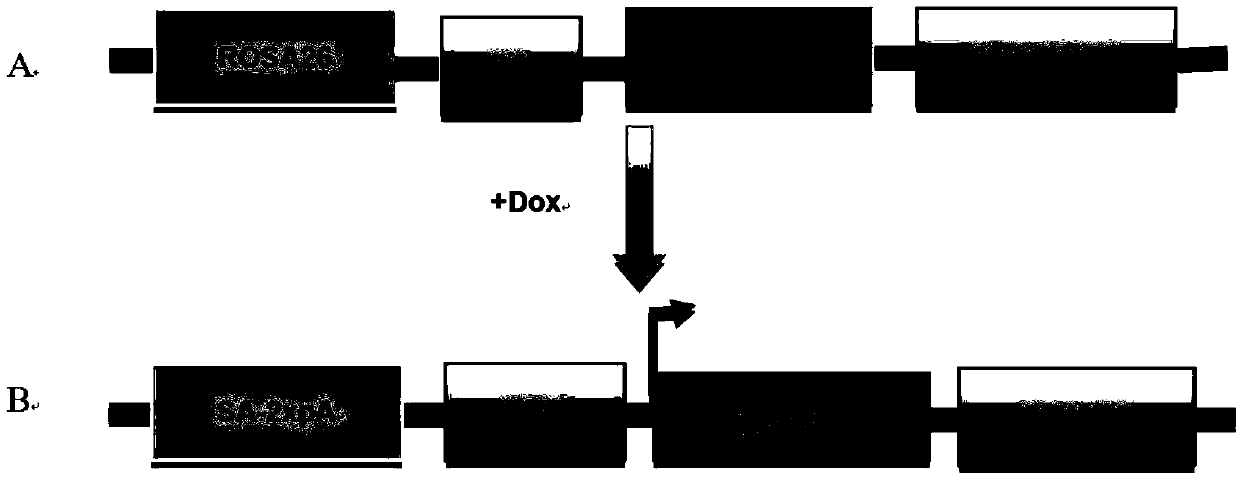 Application of rapamycin and structural analogues thereof in preparation of drug for treating diseases caused by Msi1 gene ectopic overexpression