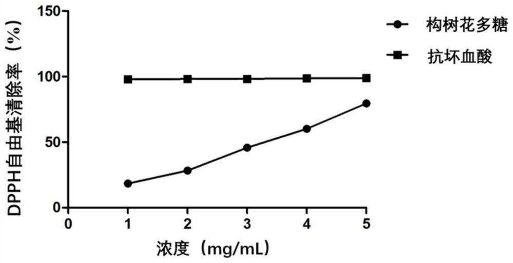 Application of broussonetia papyrifera flowers in preparation of drugs or sunscreen cosmetics for preventing and treating ultraviolet damage