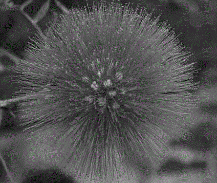 Preparation method of three-dimensional flower-like zinc oxide nanometer material and obtained product