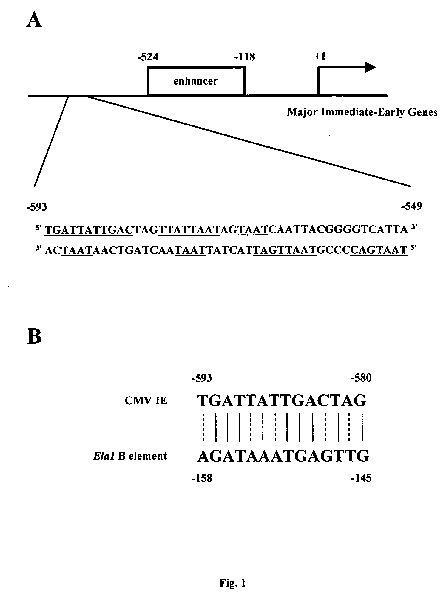 Methods and compositions for inhibiting herpesviral replication