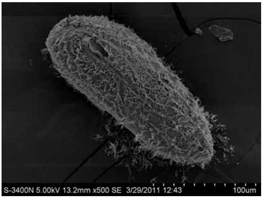 Method for membrane breaking production of protozoa single cell scanning electron microscopy sample