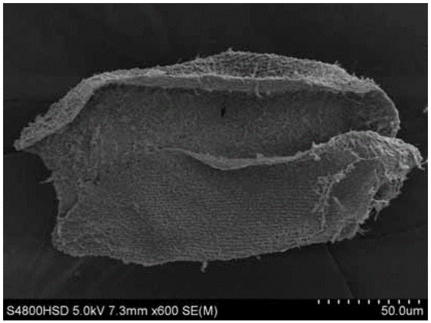 Method for membrane breaking production of protozoa single cell scanning electron microscopy sample