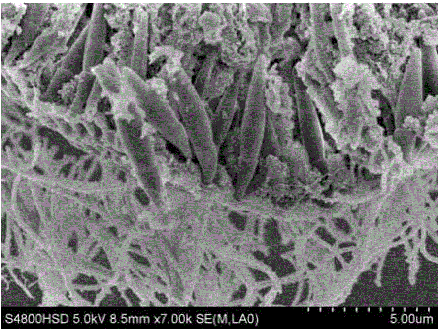 Method for membrane breaking production of protozoa single cell scanning electron microscopy sample