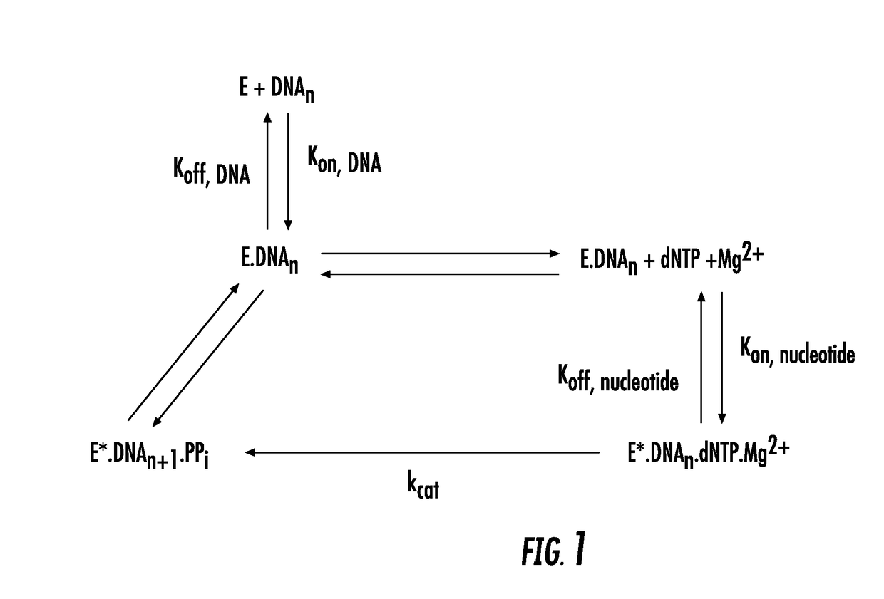 Polymerase variants