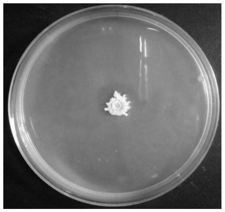 A kind of bacillus that antagonizes mold and its antibacterial application