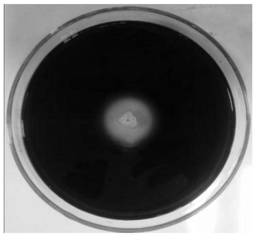 A kind of bacillus that antagonizes mold and its antibacterial application