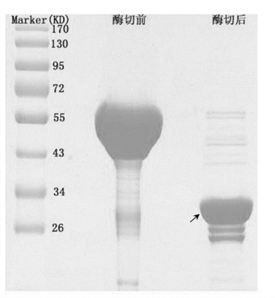 Codon-optimized 7 beta-hydroxy steroid dehydrogenase gene