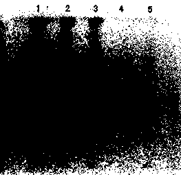 A detection method for formula granules of Maxing Shigan Decoction