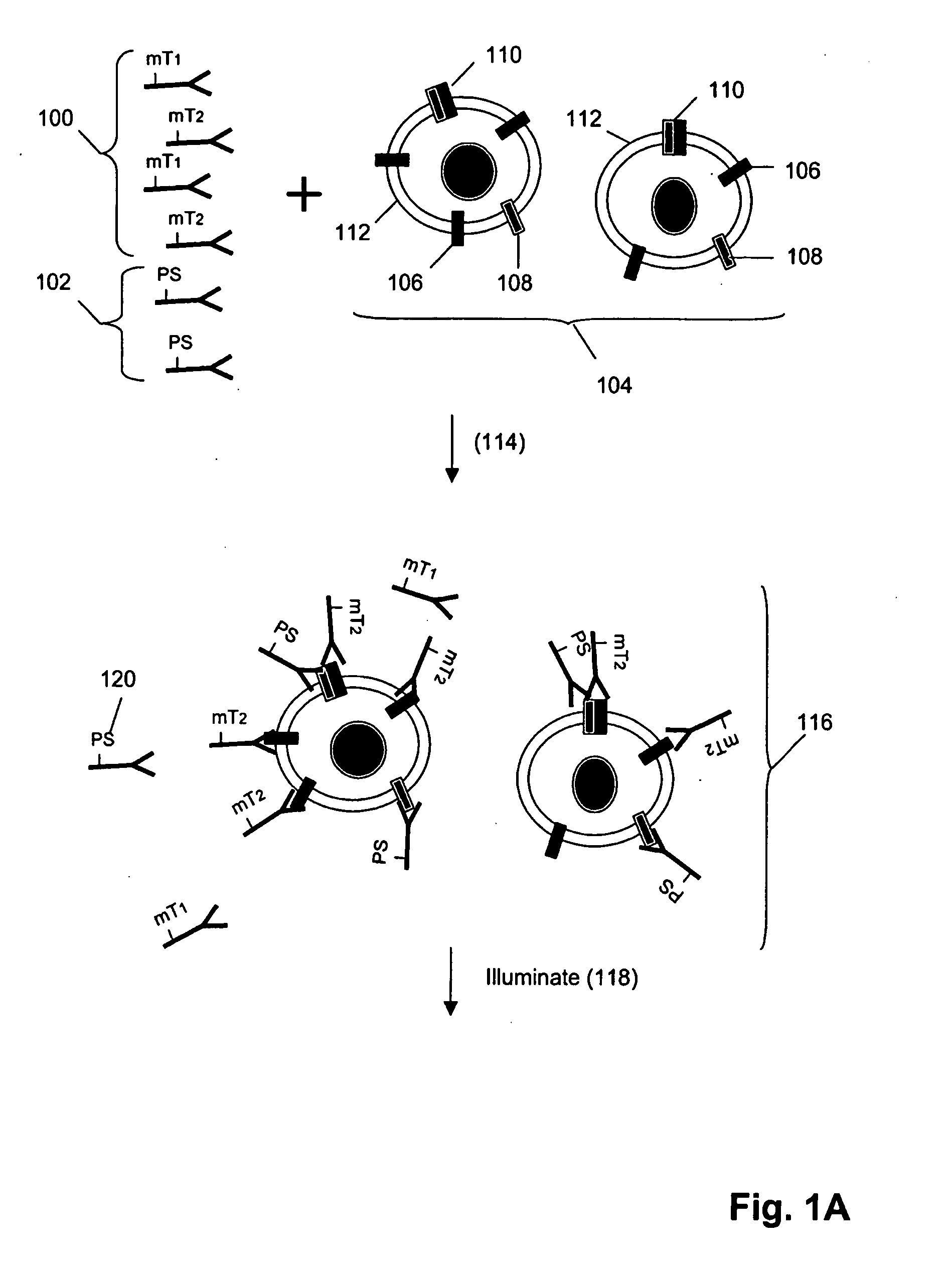 ErbB surface receptor complexes as biomarkers