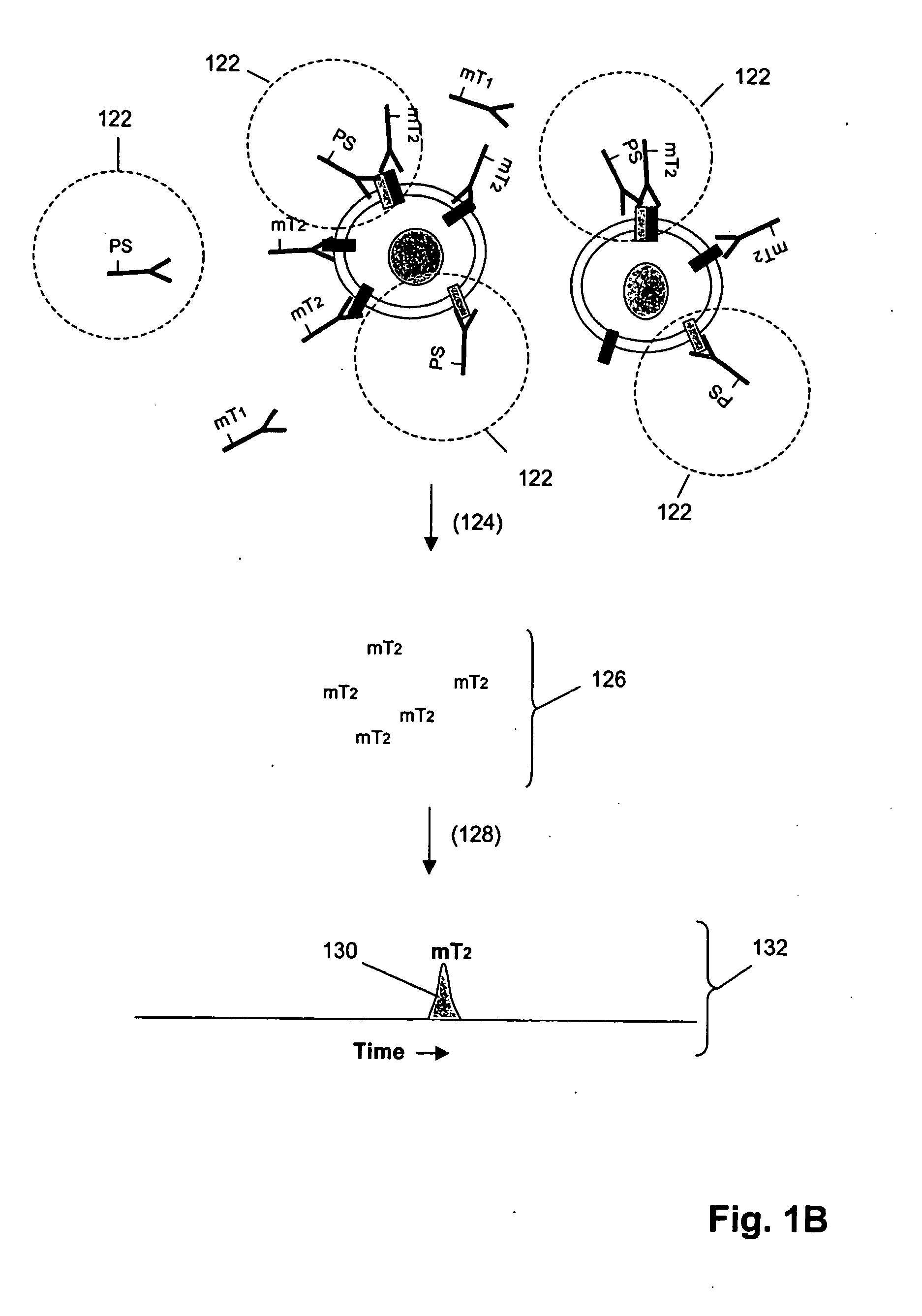 ErbB surface receptor complexes as biomarkers