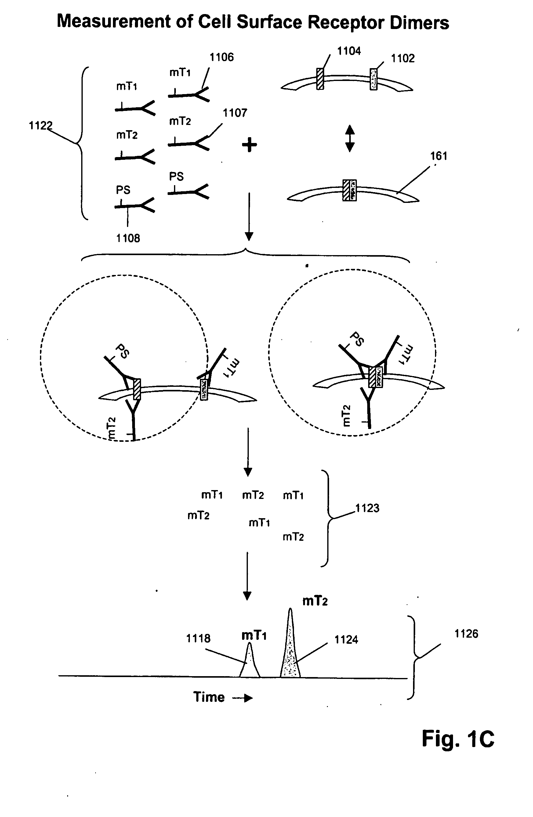 ErbB surface receptor complexes as biomarkers