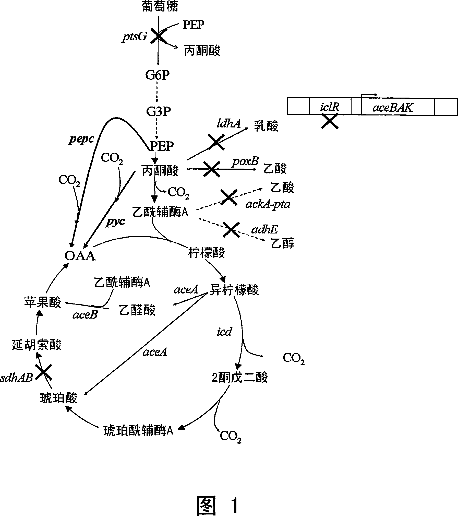 High succinate producing bacteria