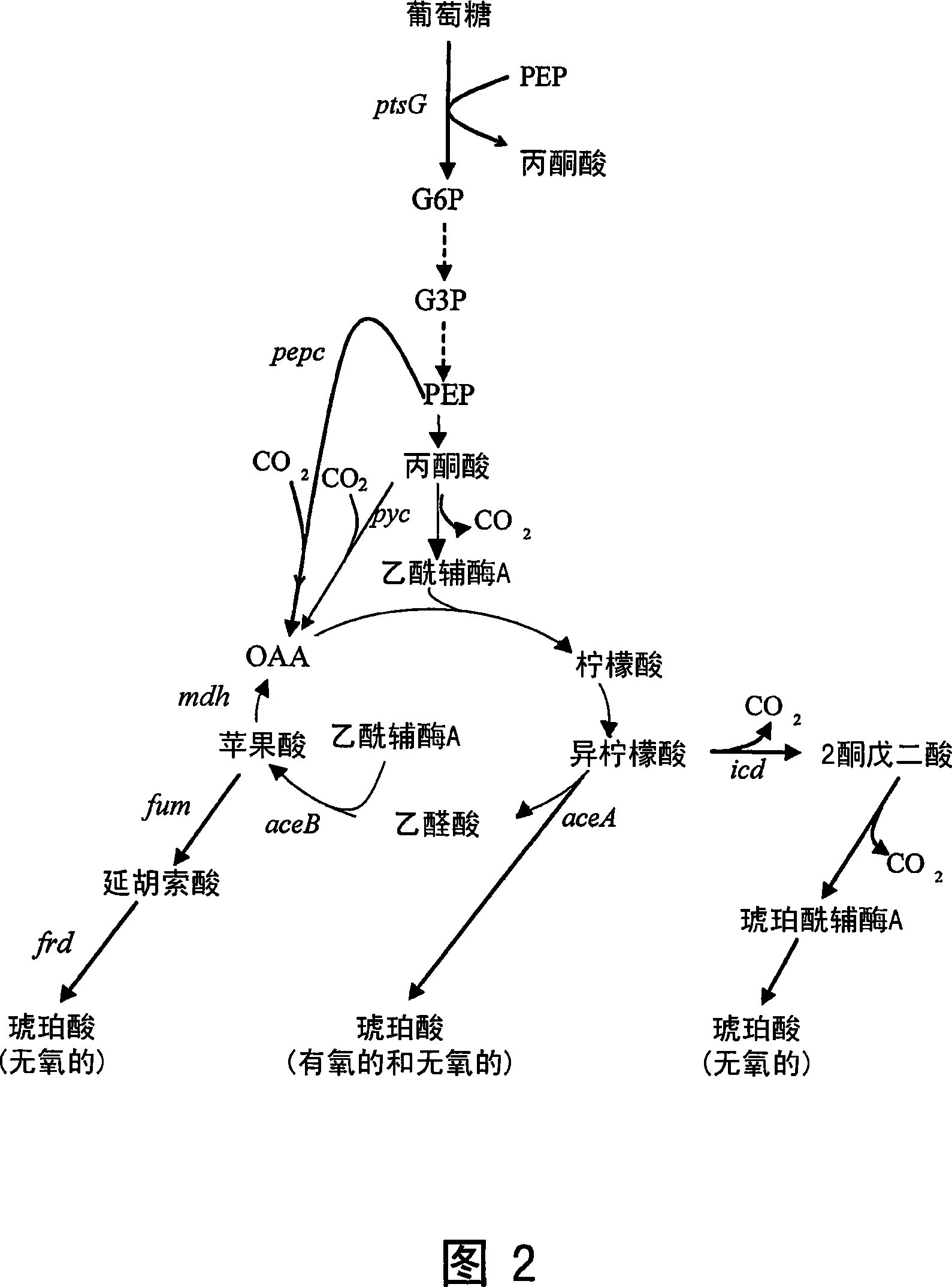 High succinate producing bacteria