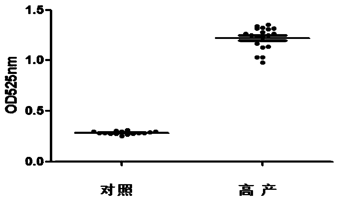 High-yield glutamine transaminase strain and application thereof