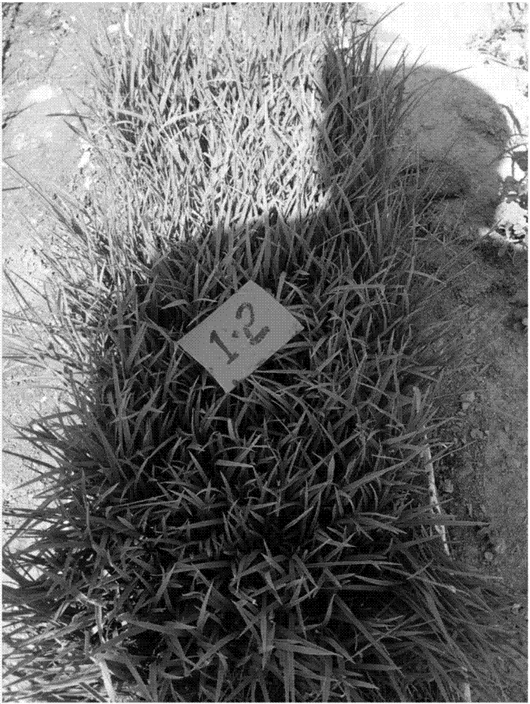 Microecologically agricultural polyvinyl chloride plastic masterbatch and seedling growing tray prepared from same