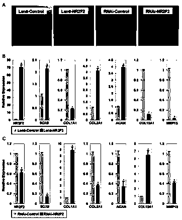 A method for promoting cartilage tissue differentiation of mesenchymal stem cells