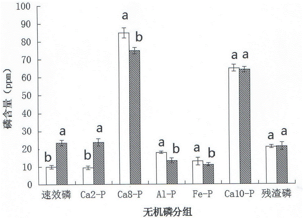 Soil phosphorus activator and preparation method therefor